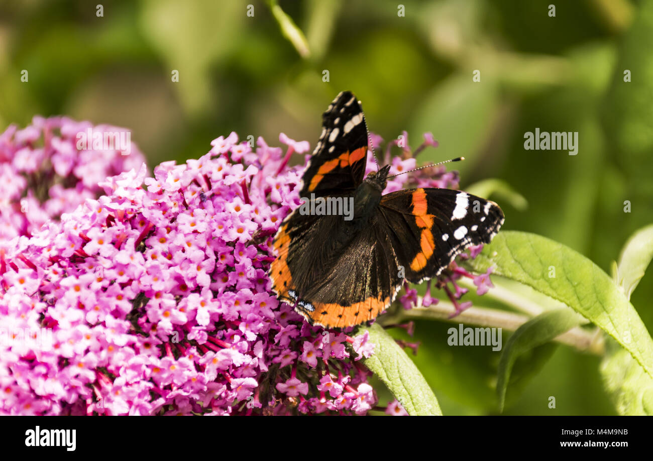 Butterfly on Buddleia Stock Photo - Alamy