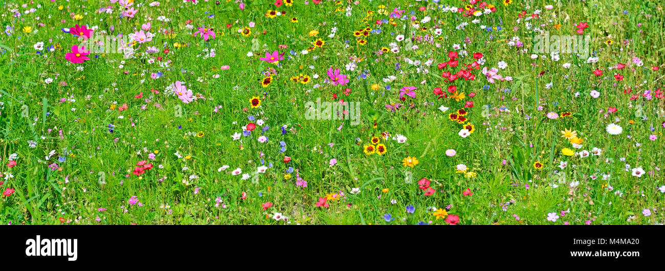 Wide background of variety of wildflowers. Top view. Stock Photo