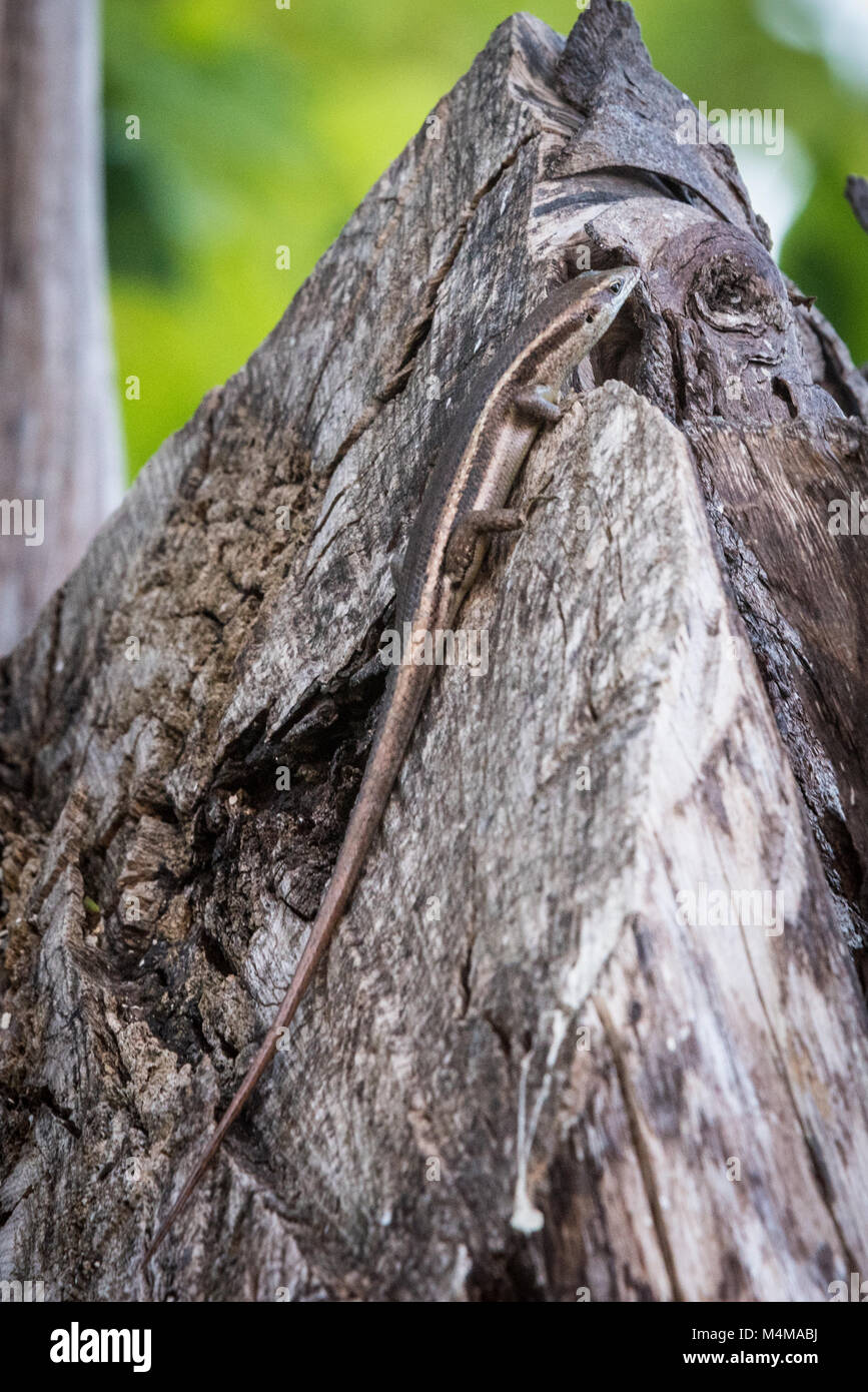 Seychelles Skink on Tree Trunk, Bird Island, Seychelles Stock Photo