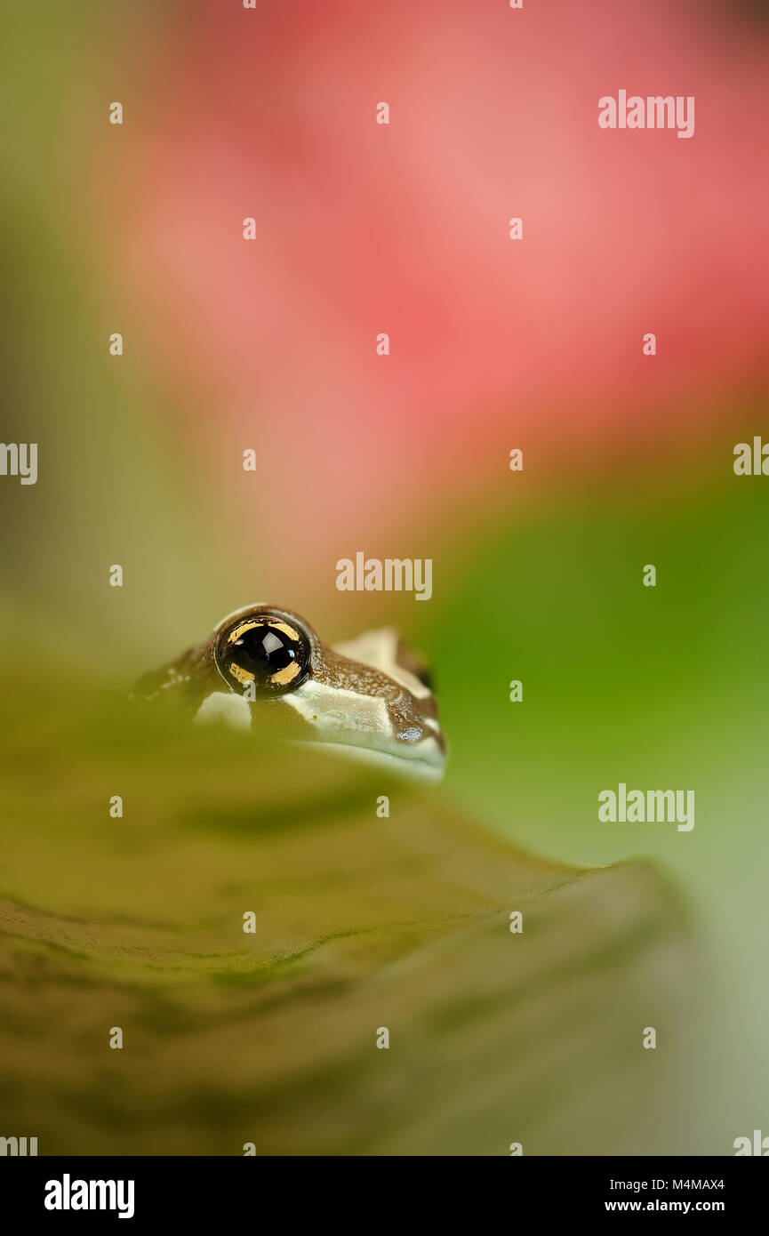 Mission golden-eyed tree frog Stock Photo - Alamy