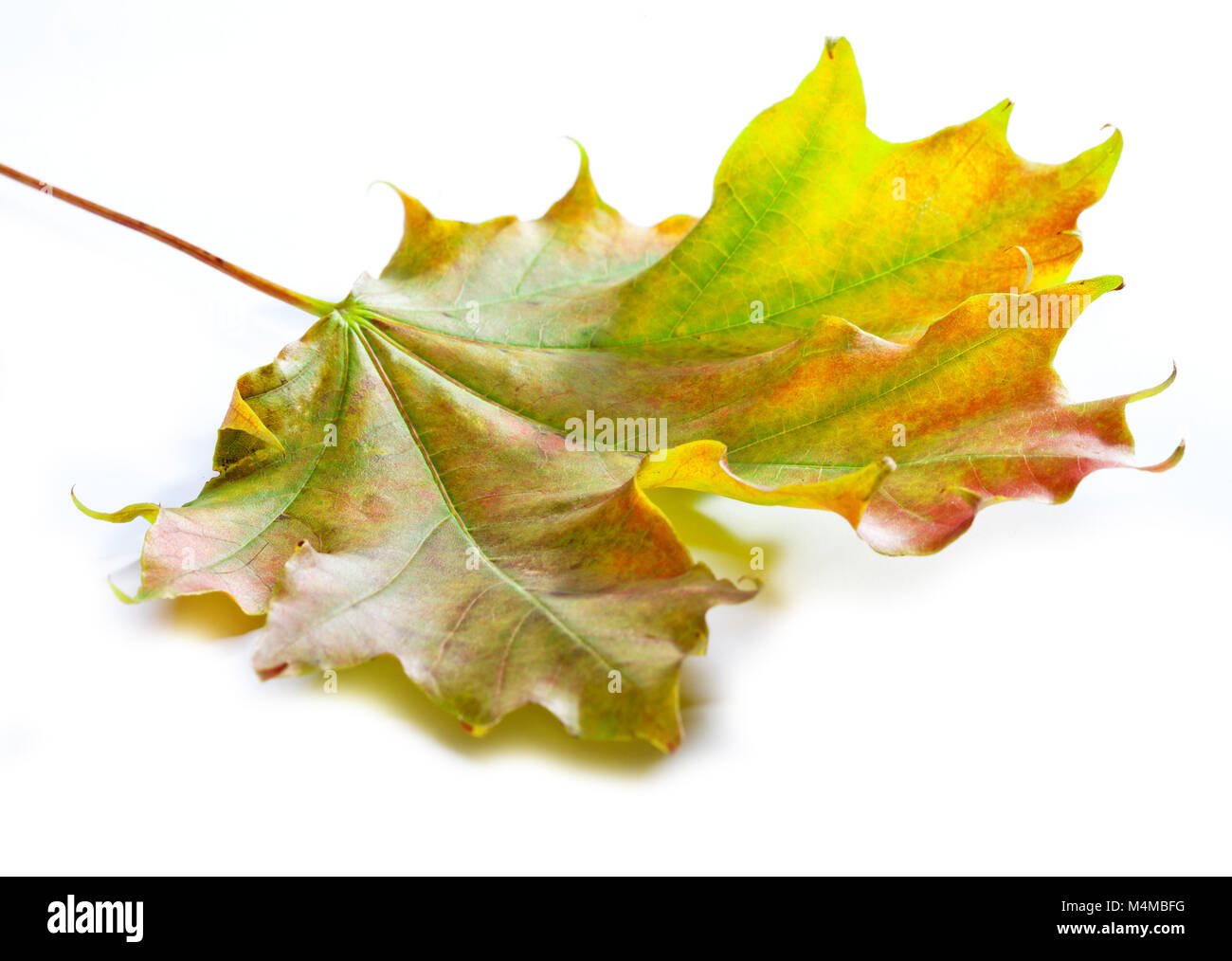 bright maple leaf Stock Photo
