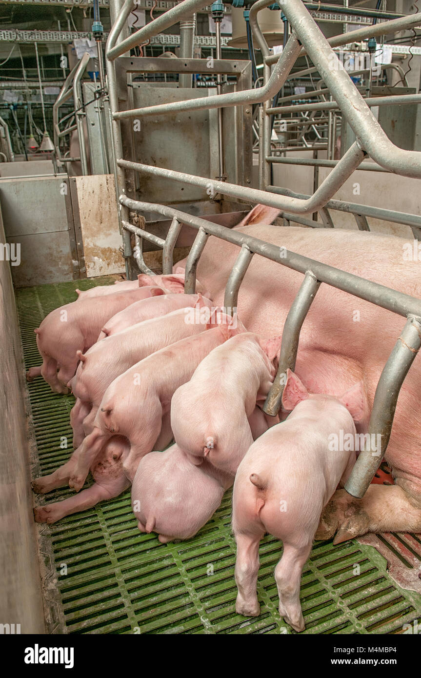 Smile animal pig hi-res stock photography and images - Page 5 - Alamy