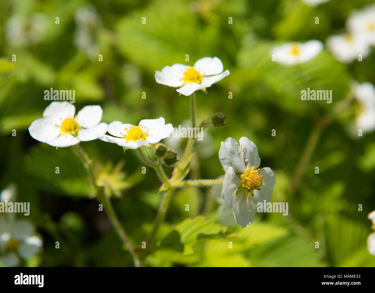 strawberry flowers garden Stock Photo - Alamy