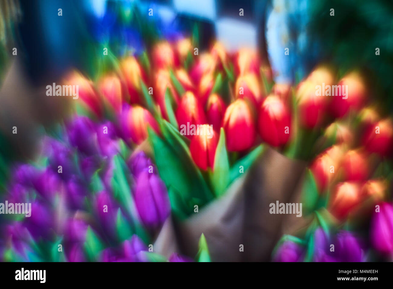 Beautifully soft focused Tulips, creamy background for ethereal, dreamy effect, makes a beautiful background for whatever you would like to use it for Stock Photo