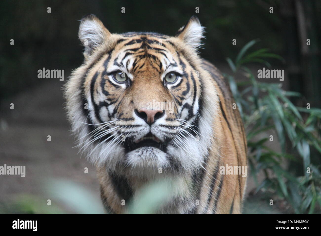An angry tiger in the Taronga Zoo, Sydney Stock Photo