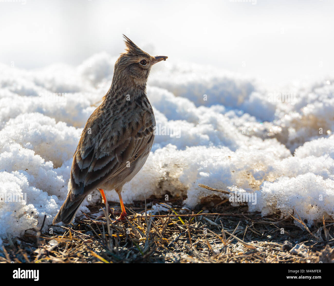 A small crested lark (Galerida cristata) on ground in the snow Stock Photo