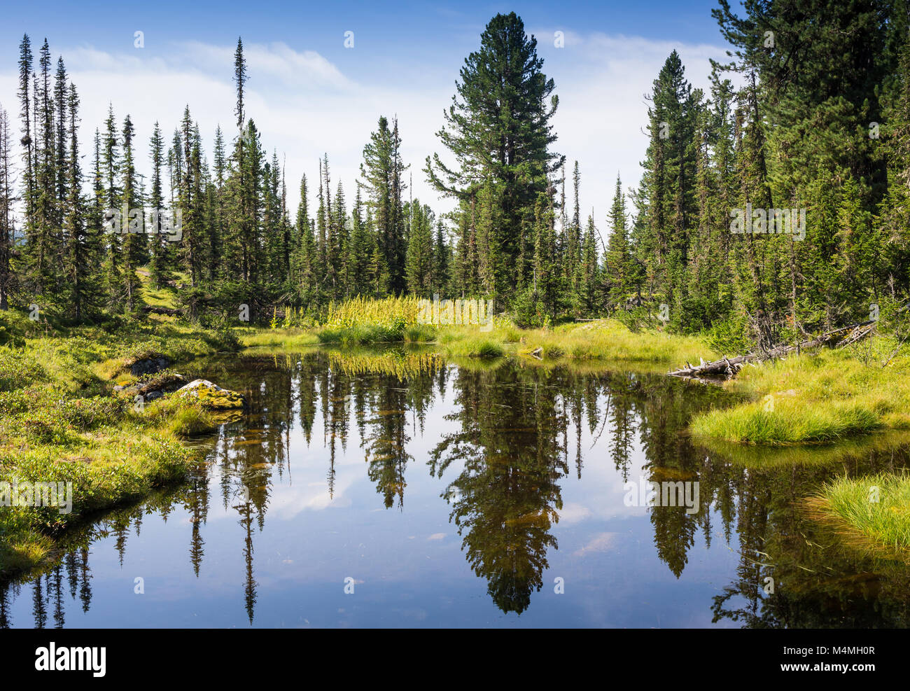 Evergreen fir trees hi-res stock photography and images - Alamy