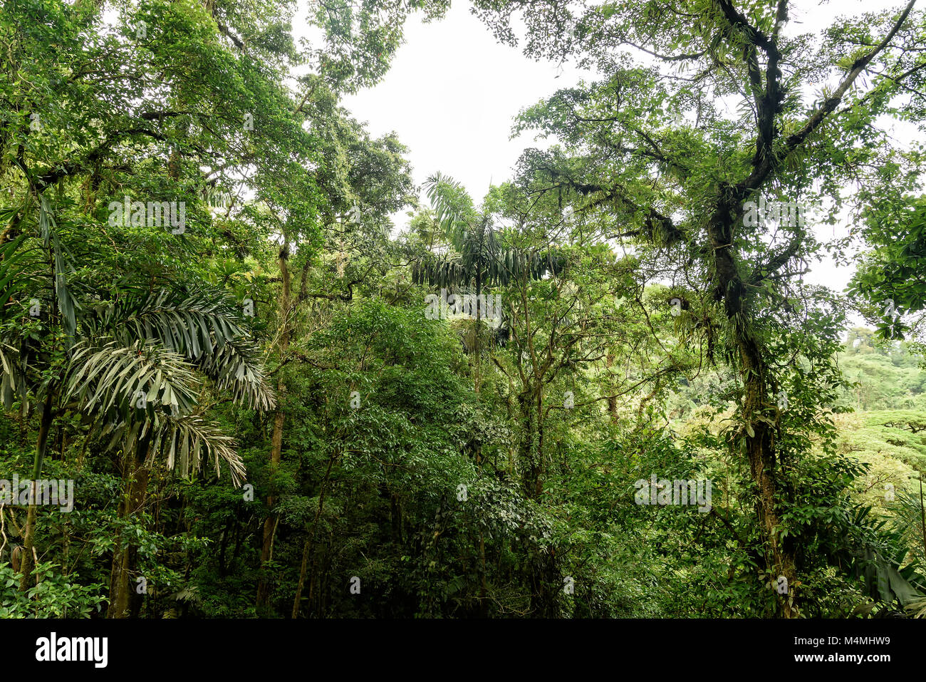 rainforest in Costa Rica, central america Stock Photo - Alamy