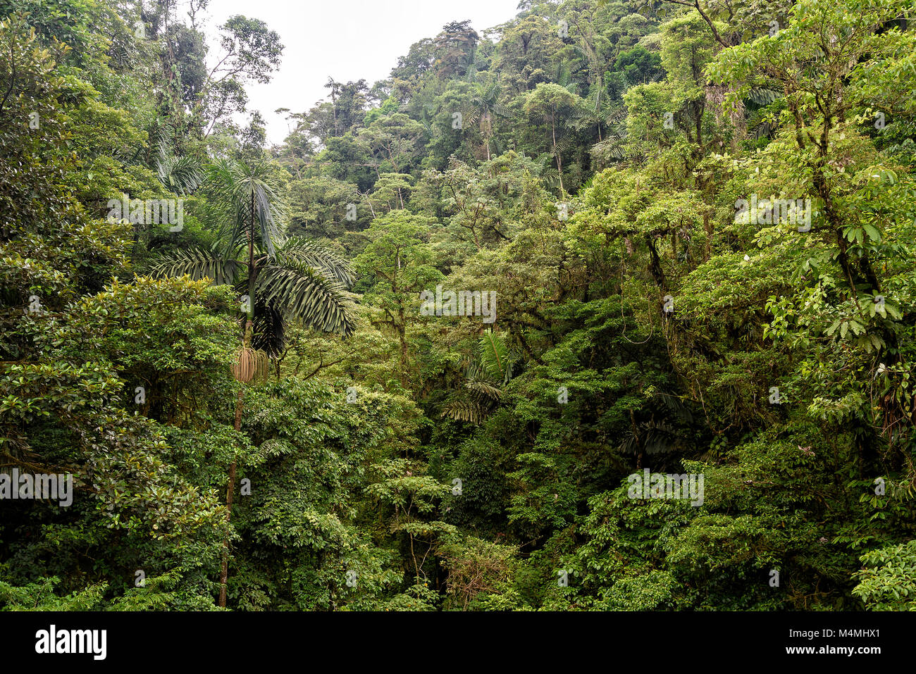 rainforest in Costa Rica, central america Stock Photo - Alamy