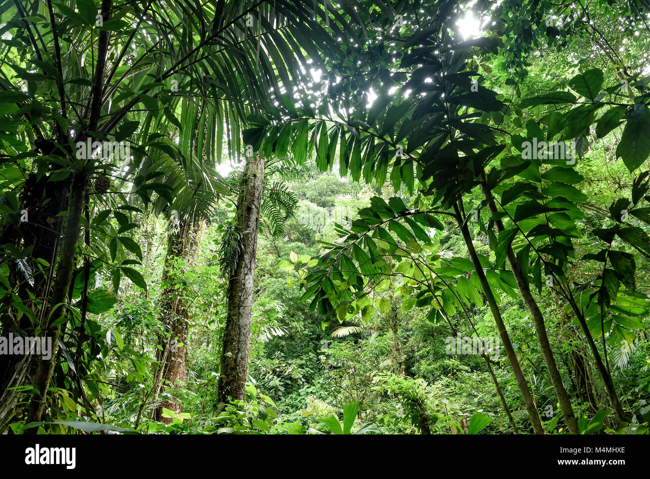 rainforest in Costa Rica, central america Stock Photo - Alamy