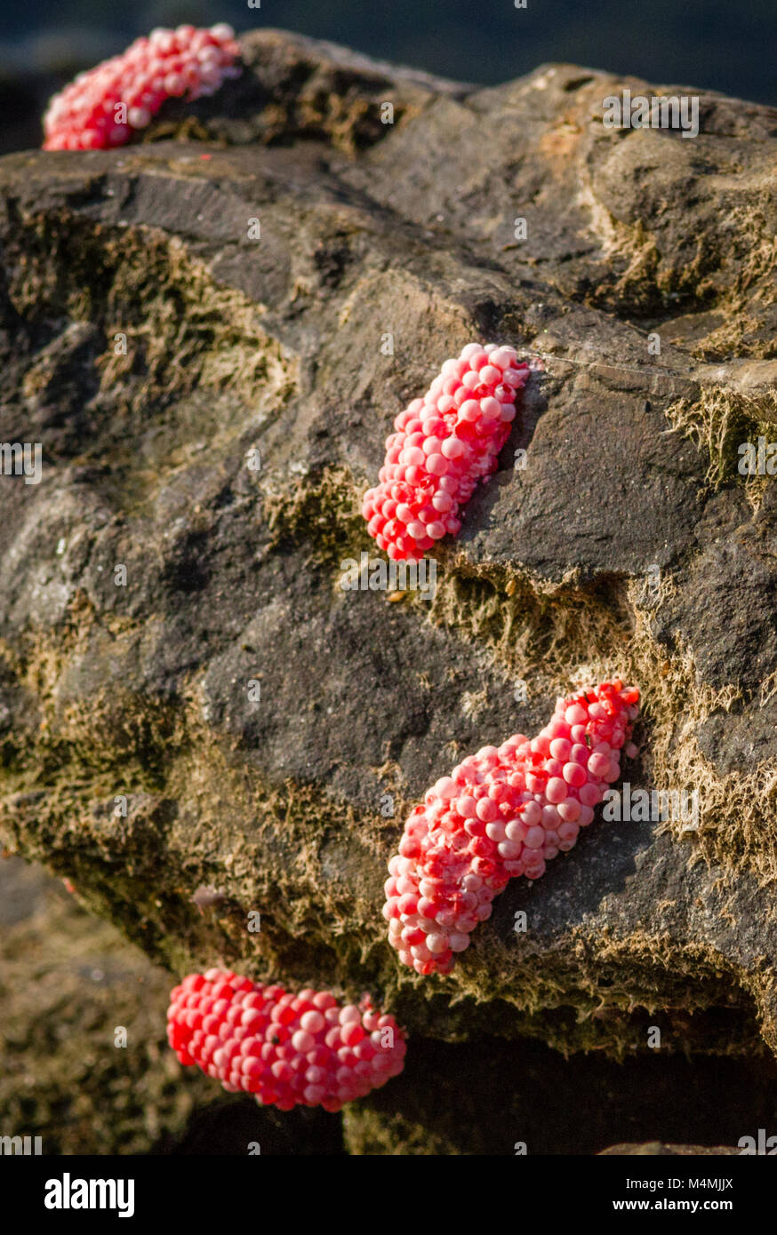 Bright pink eggs of the aquatic apple snail Pomacea canaliculata laid on rocks above water contain powerful neurotoxin to deter predators -  Borneo Stock Photo