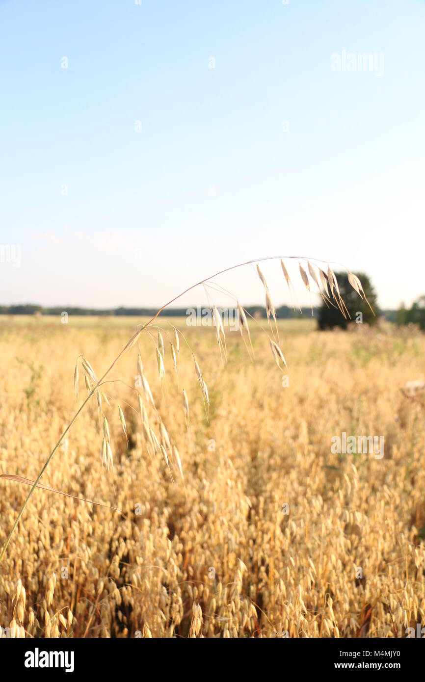 Wild oats in an oat field Stock Photo
