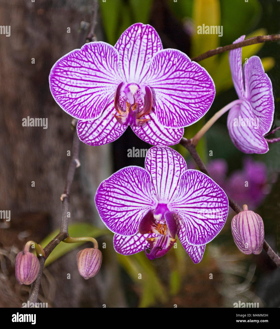 cluster of purple and white striped orchid flowers and buds in a tropical garden Stock Photo