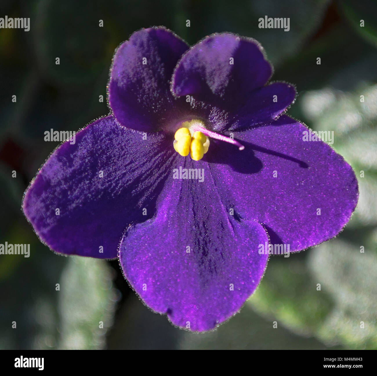 macro closeup of single purple african violet flower Stock Photo