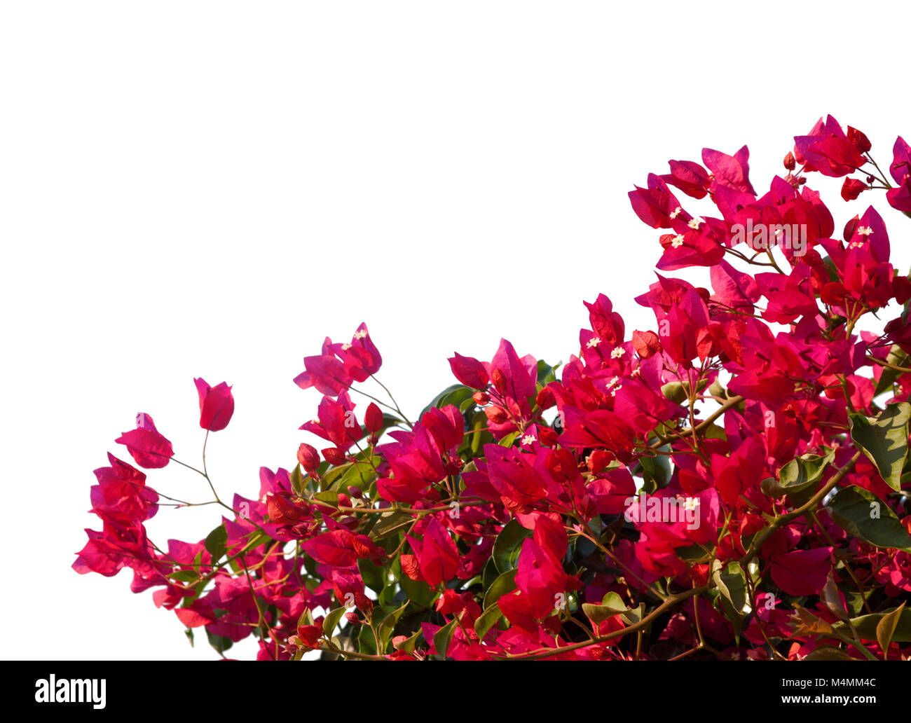 Red bougainvilleas isolated on white background Stock Photo - Alamy