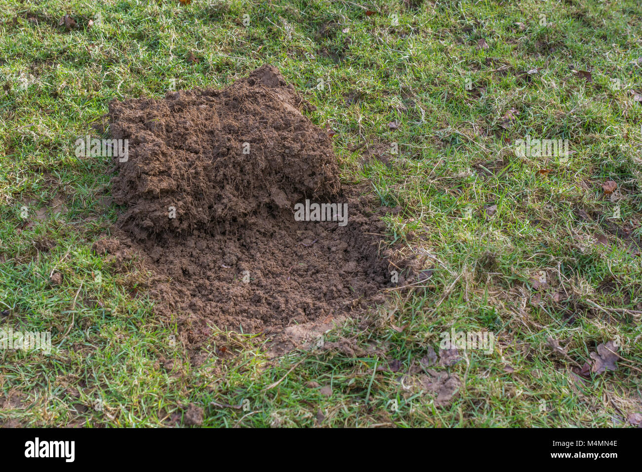 Grass turf cut away to form a shallow pit for a covert survival fire which 'leaves no trace'. Fire pit before base layer is added. Copy space. Stock Photo