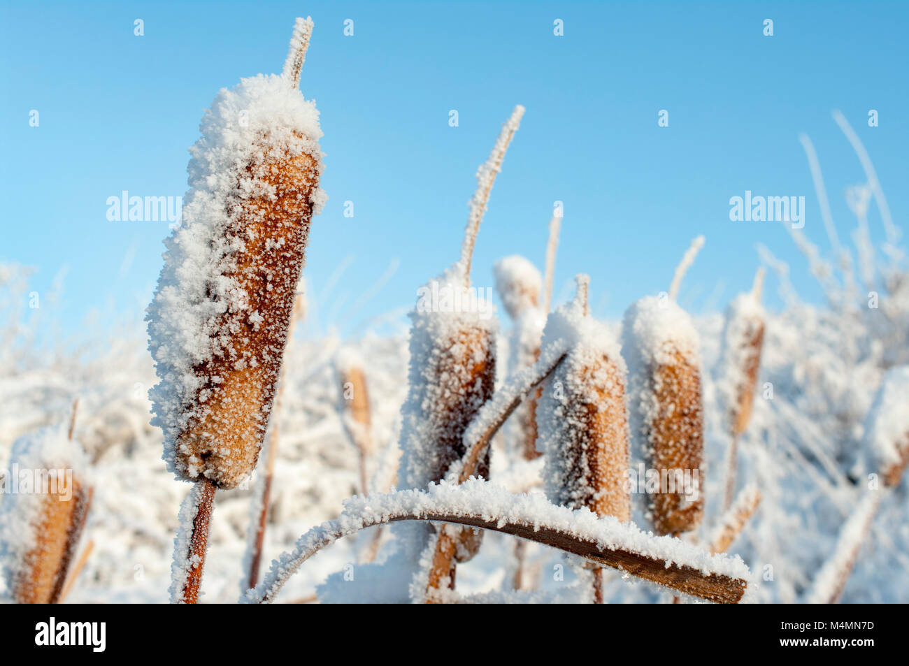 Alberta, Canada.  Closeup of bulrushes/cattails covered in hoarfrost against a blue sky in winter. Stock Photo