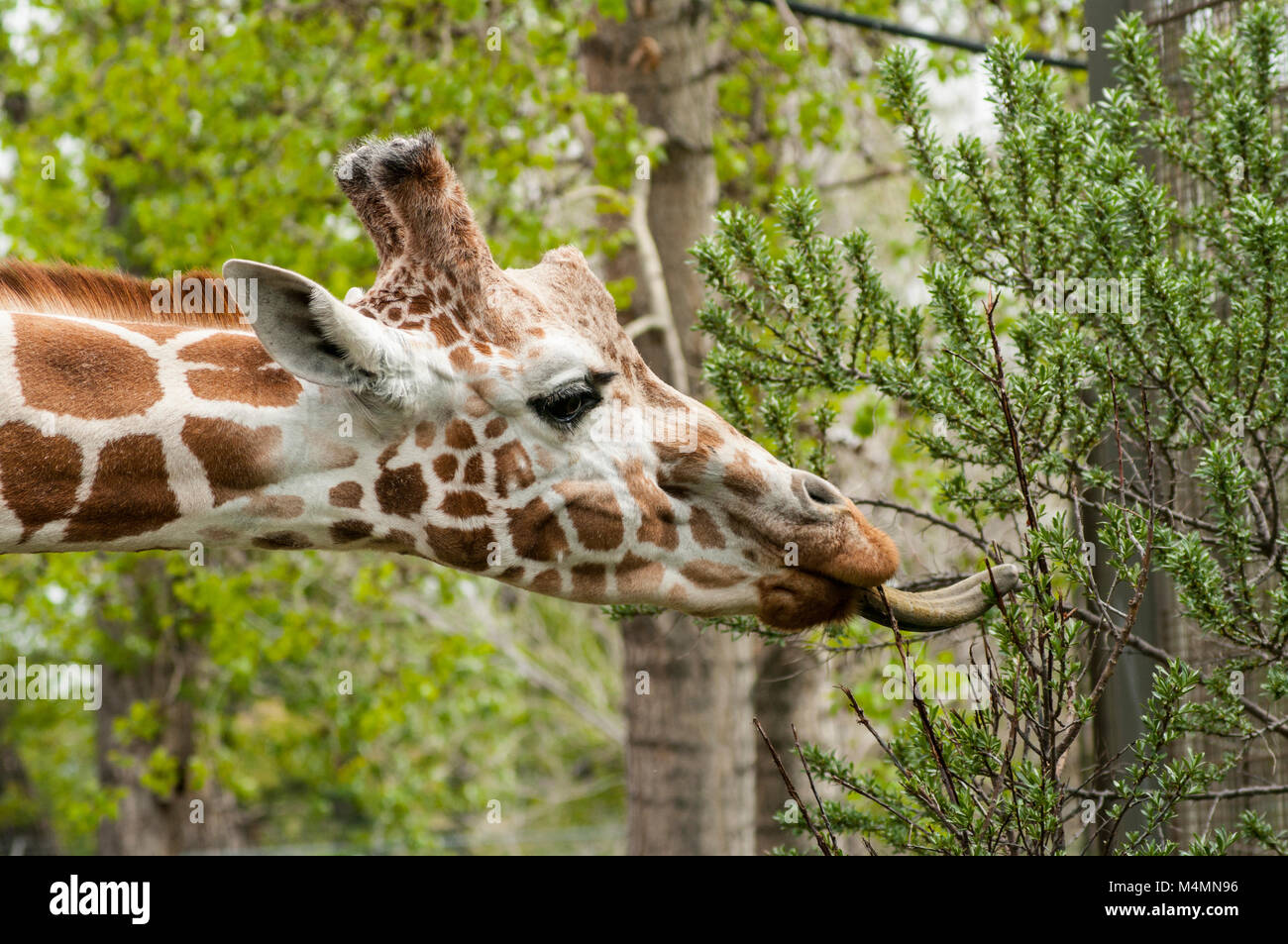 Side head shot of giraffe with tongue eating leaves from a branch Stock Photo