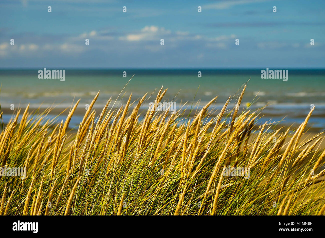 Close-up of grain and marram grass on dunes with sea in the background Stock Photo