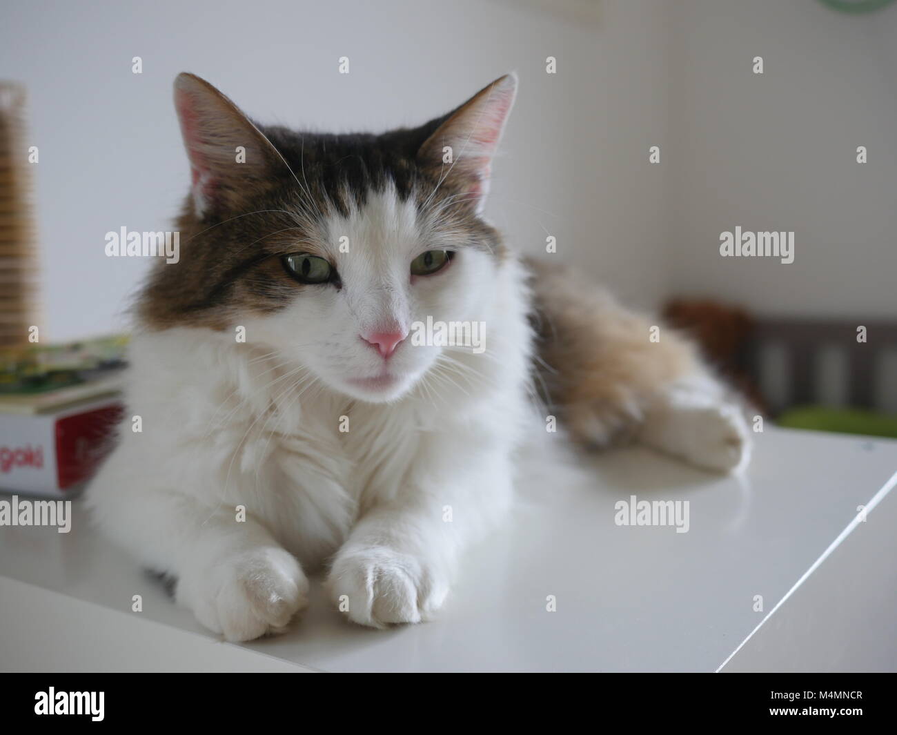 Premium AI Image  A cat wearing a trench coat sits at a table