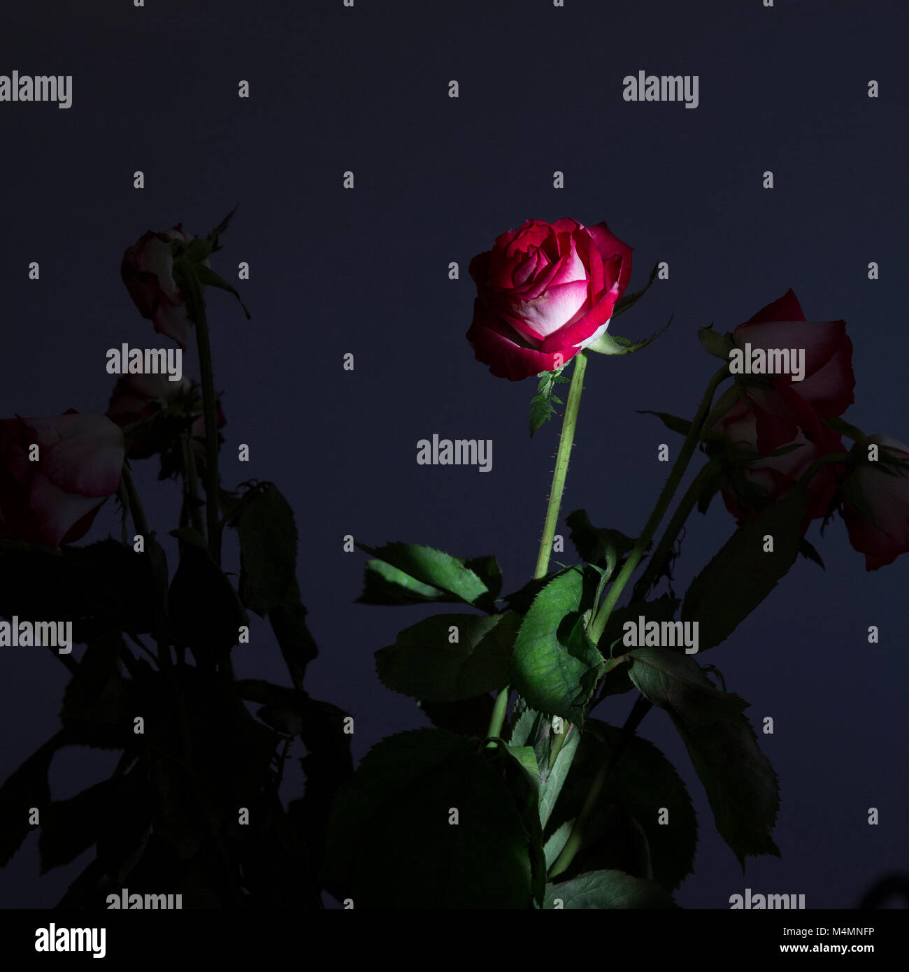 Red rosebud in a beam of light Stock Photo - Alamy
