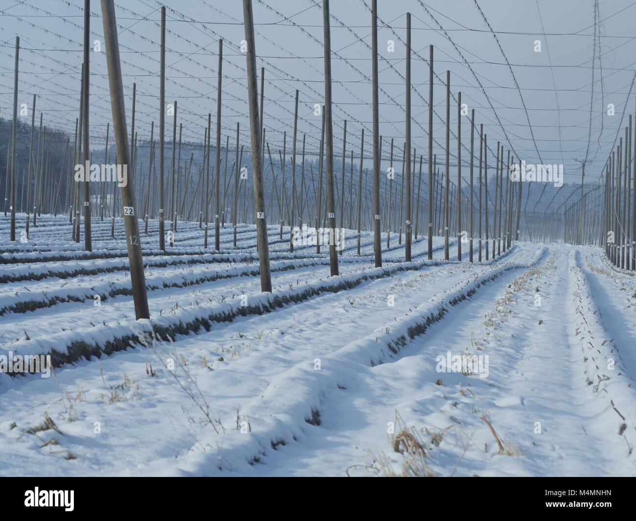 hop fields for beer in wintertime Stock Photo