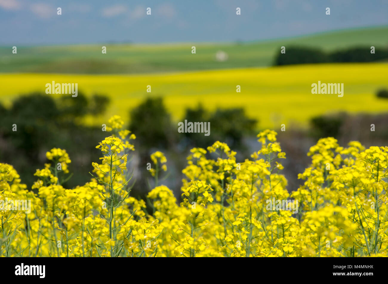 Alberta, Canada.  Canola flowers in foreground with fields in background. Stock Photo