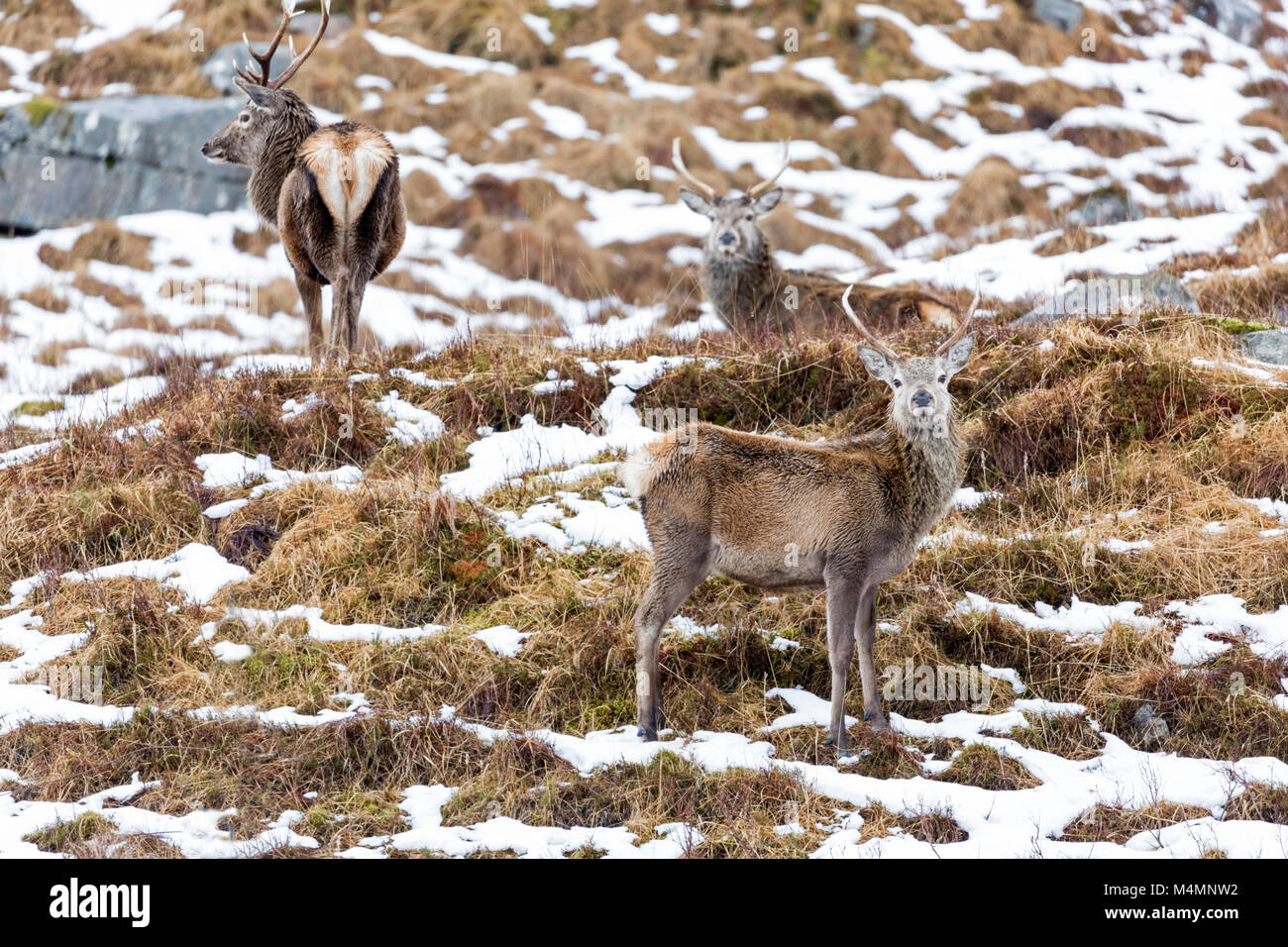 Red Deer, Cervus Elaphus, stags in grassland during winter near Glencoe in Scotland, showing excellent camouflage during the winter months Stock Photo - Alamy Red Deer, Cervus Elaphus, stags in grassland during winter near Glencoe in Scotland, showing excellent camouflage during the winter months Stock Photo - Alamy