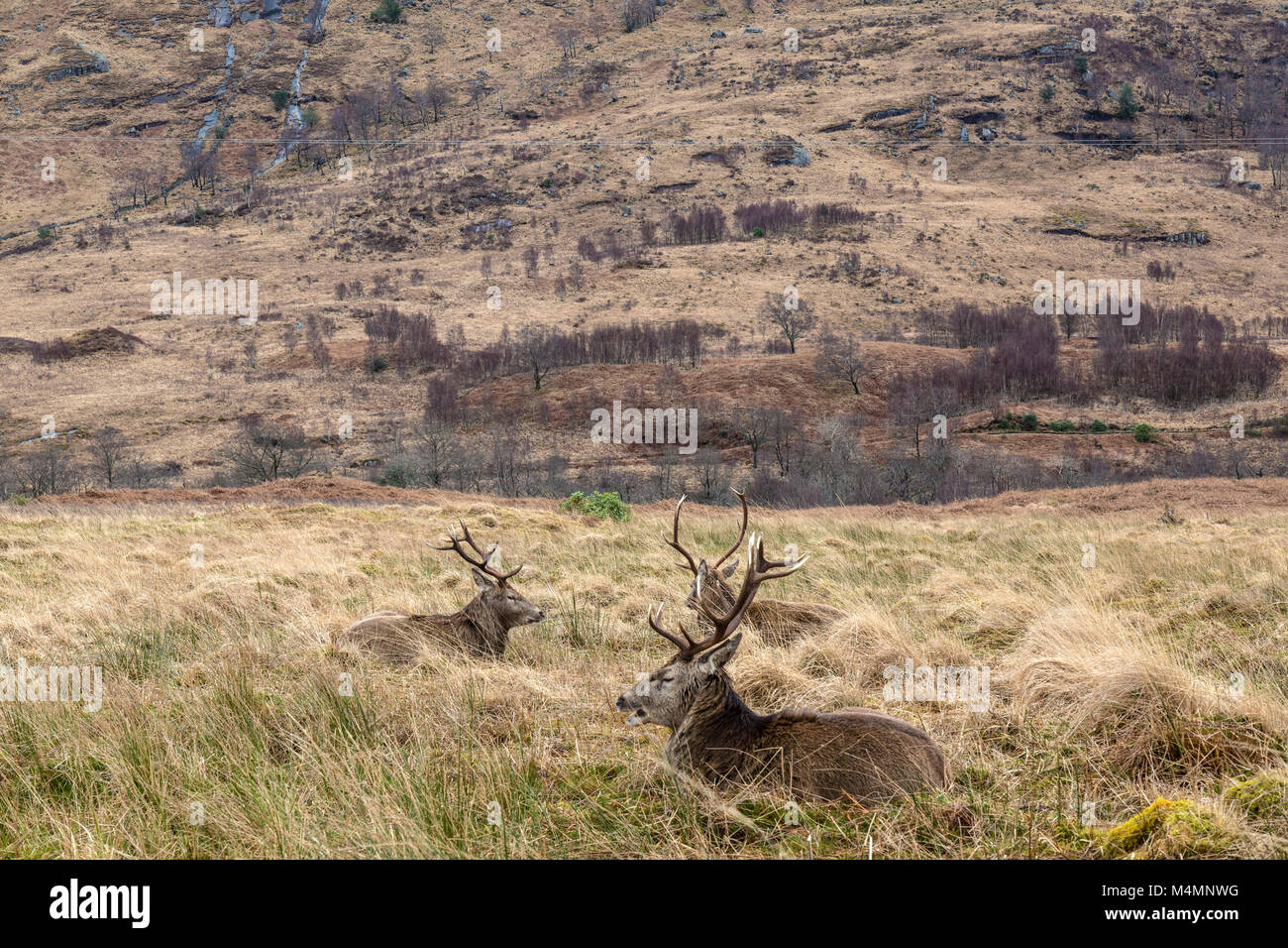 Three wild Red Deer (Cervus Elaphus) Stags sitting in long grass in Glen Etive, Scotland, during winter. Stock Photo