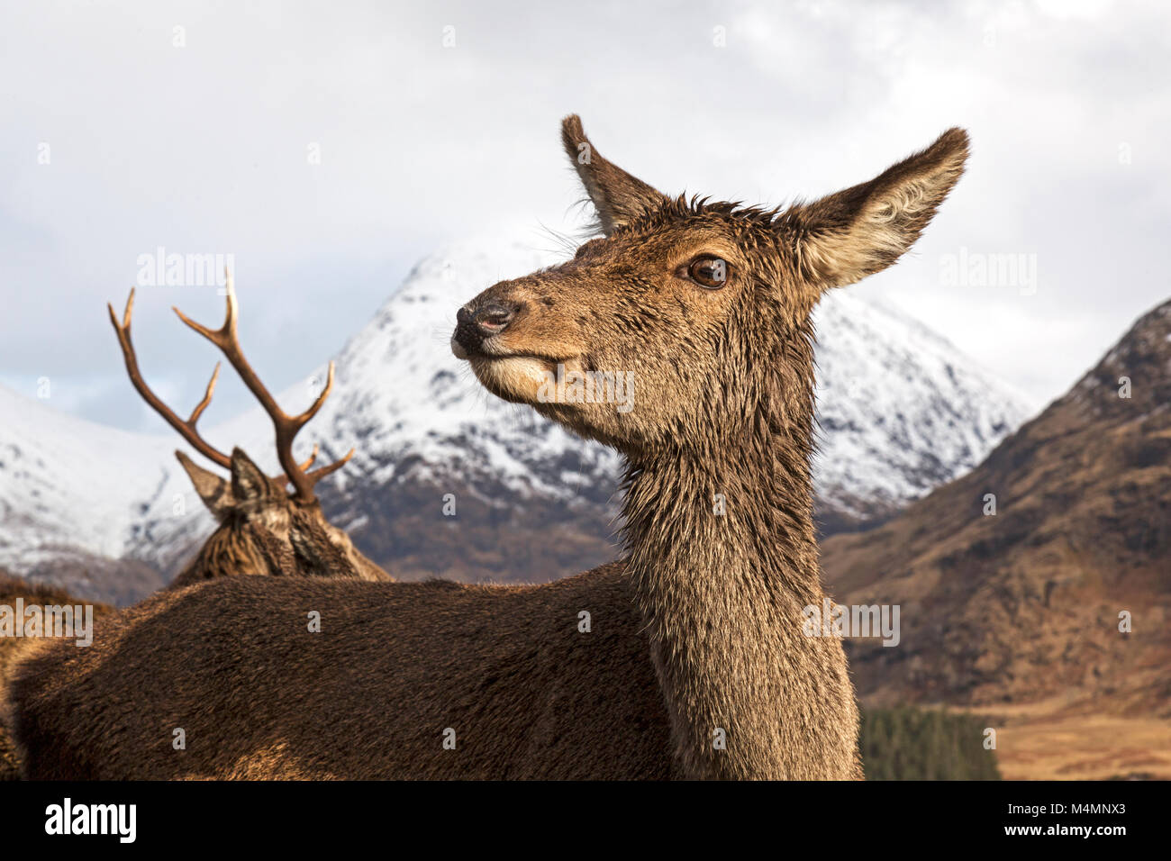 Wild female, or hind, Red Deer (Cervus Elaphus) during winter in  Glen Etive, Scotland. Snow capped mountains behind. Stock Photo