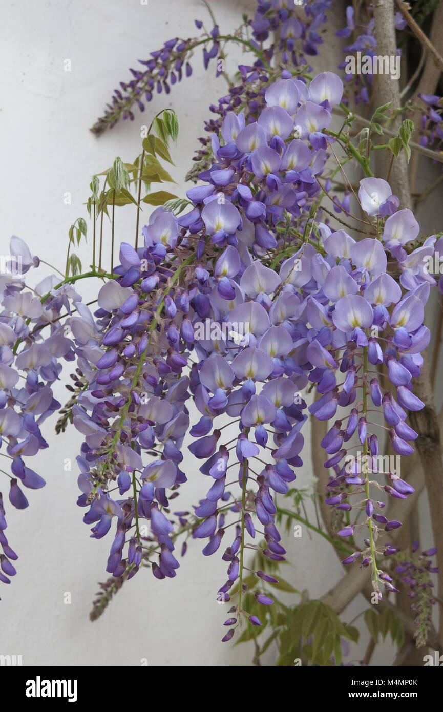 The pendulous racemes of purple wisteria sinensis in full bloom Stock Photo