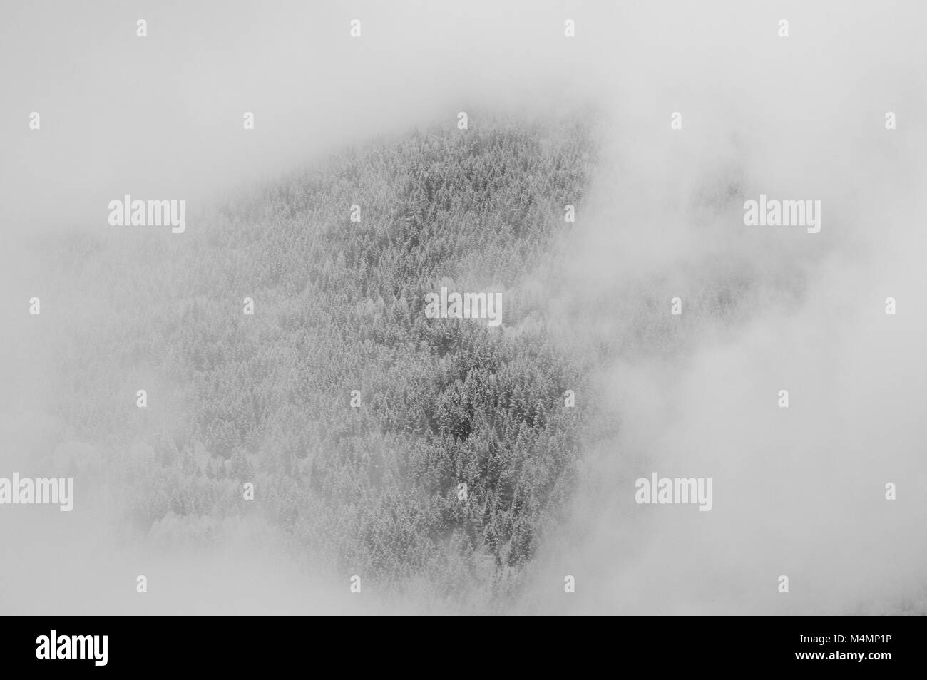 Mountainside with frost and snow covered trees surrounded by clouds and fog in monochrome. Stock Photo