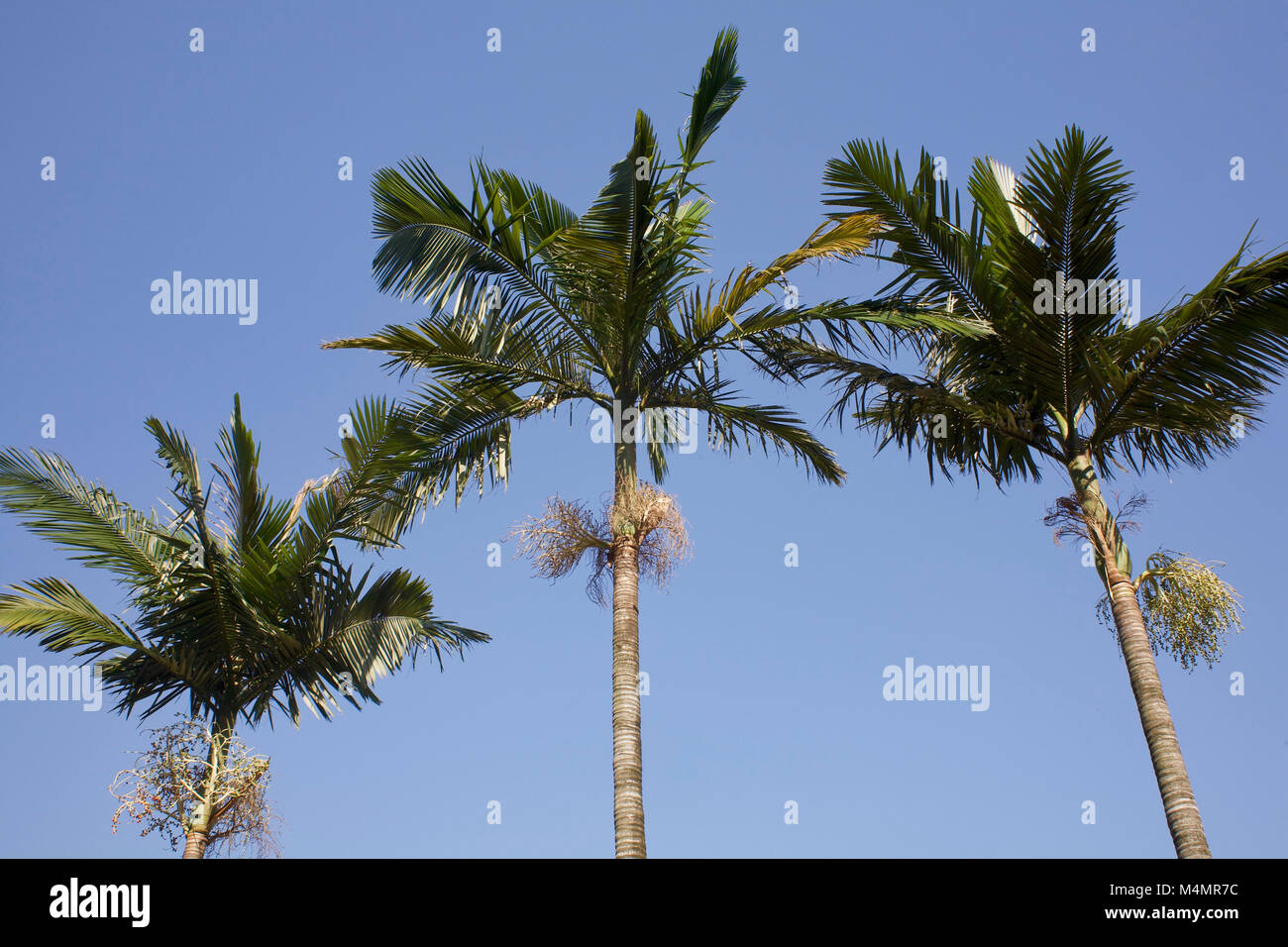Thee palm trees in the Kowloon park in hong Kong Stock Photo Alamy