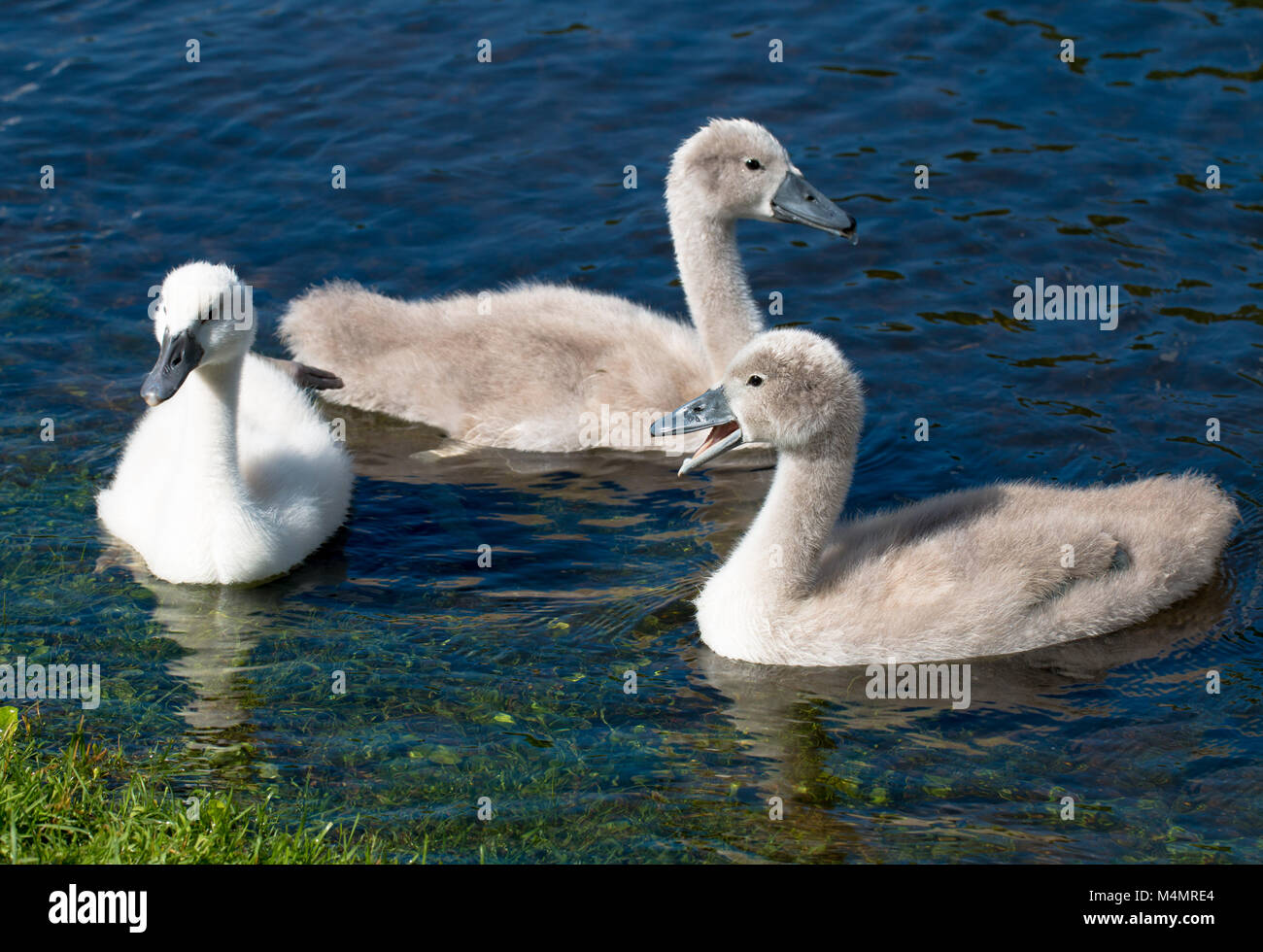 Three young cygnets of mute swan swimming in a lake Stock Photo