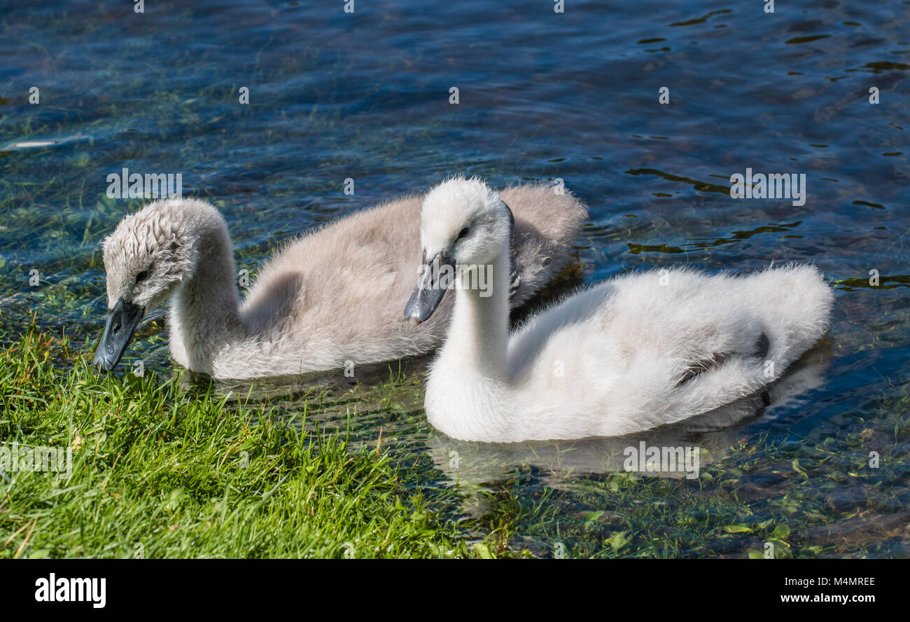Two young cygnets of mute swan swimming in a lake Stock Photo