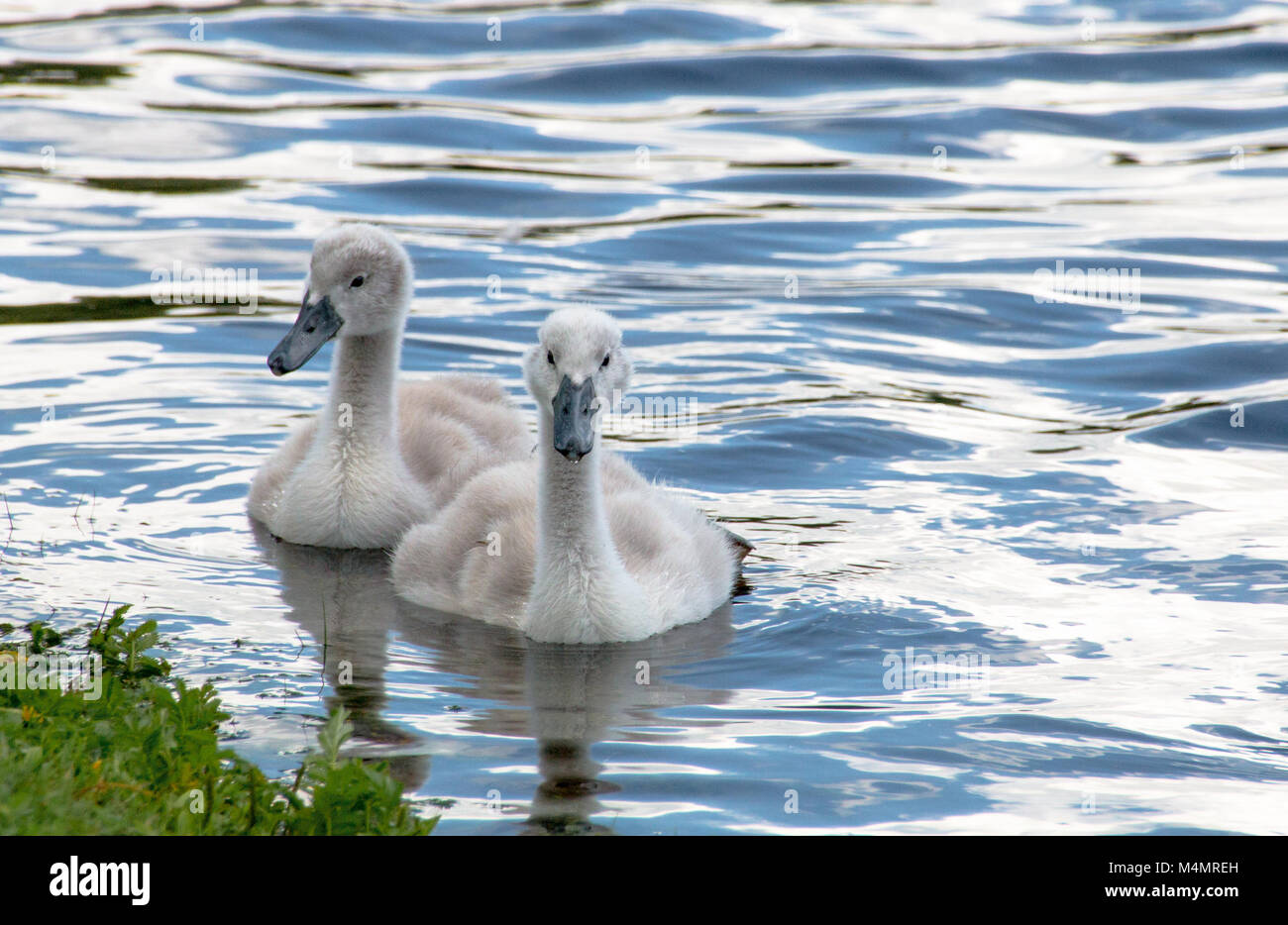 Two young cygnets swimming in a lake Stock Photo