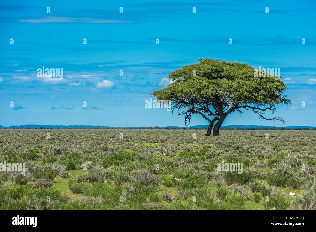 Tree in savannah, classic african landscape Stock Photo