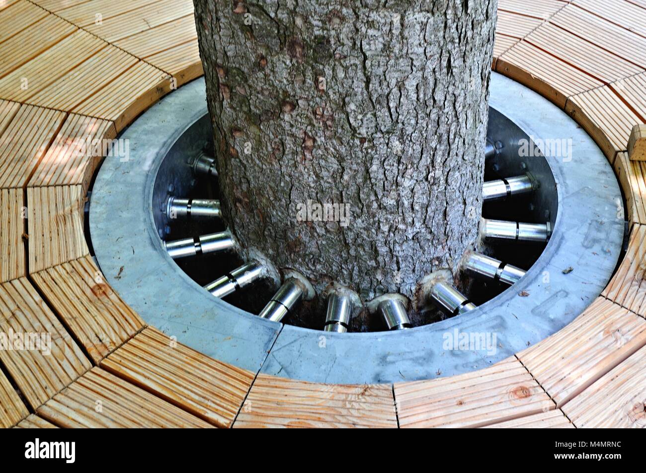 With steel screws in the tree trunk Stock Photo Alamy