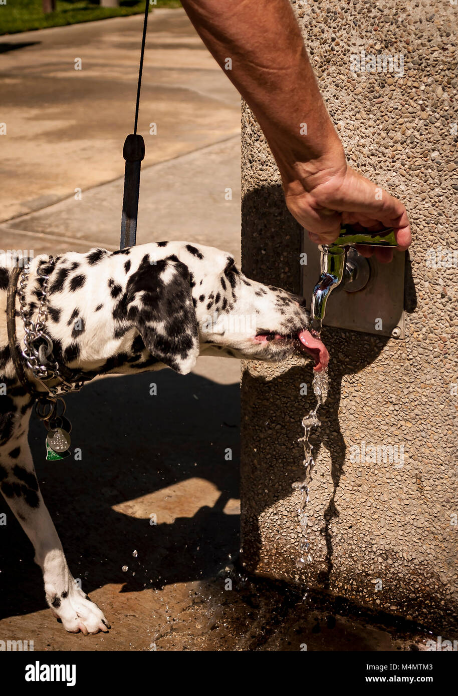 Dalmatian dog drinking water from a spigot placed specifically  low for dogs MR © Myrleen Pearson Stock Photo