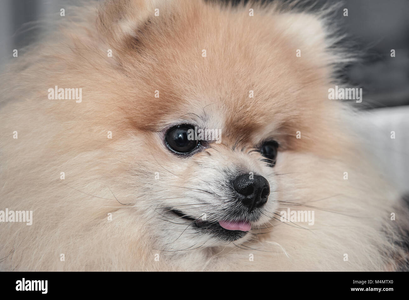 The portrait of a beautiful Spitz shows the tongue. The concept of high