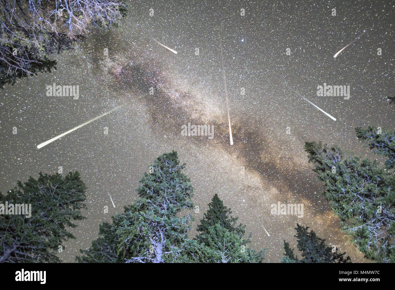Pine trees silhouette Milky Way meteor shower Stock Photo