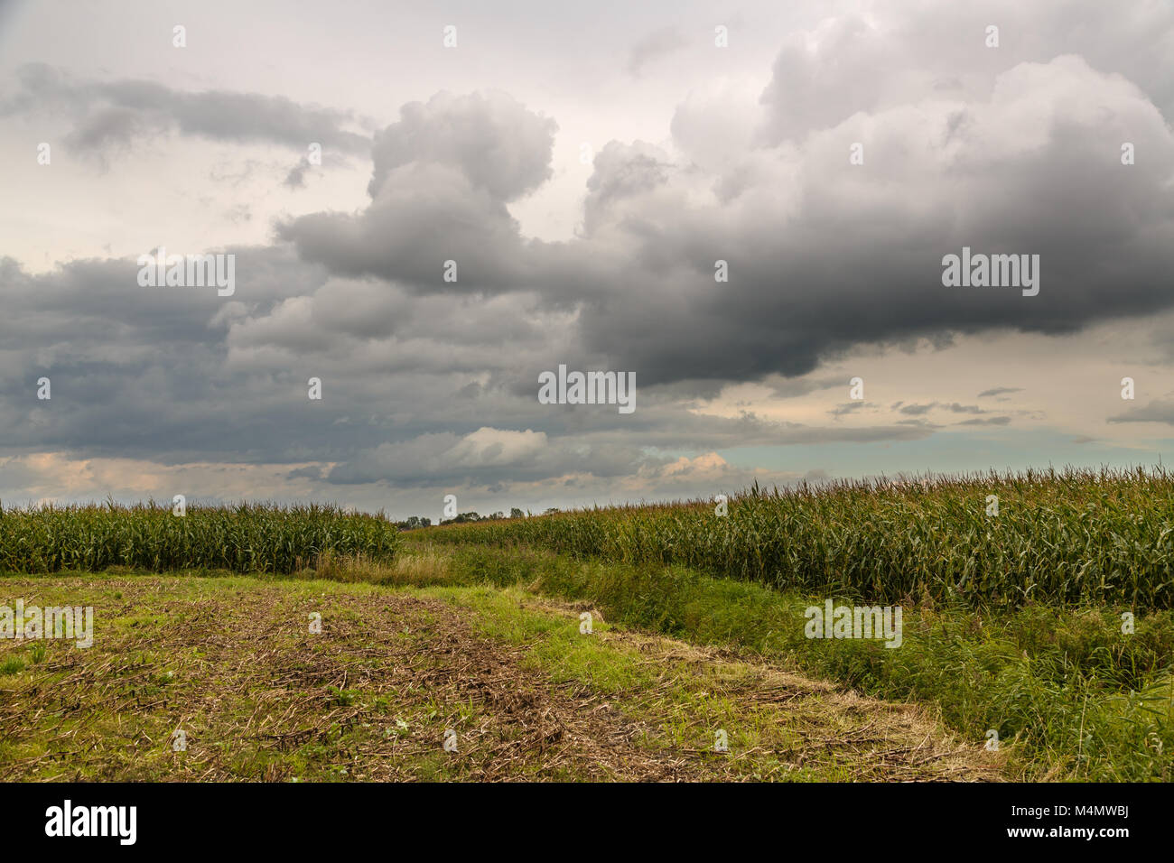 At the edge of the cornfields Stock Photo