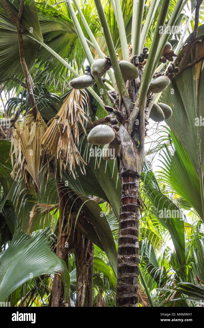 Coco de Mer Forest, Praslin, Seychelles Stock Photo