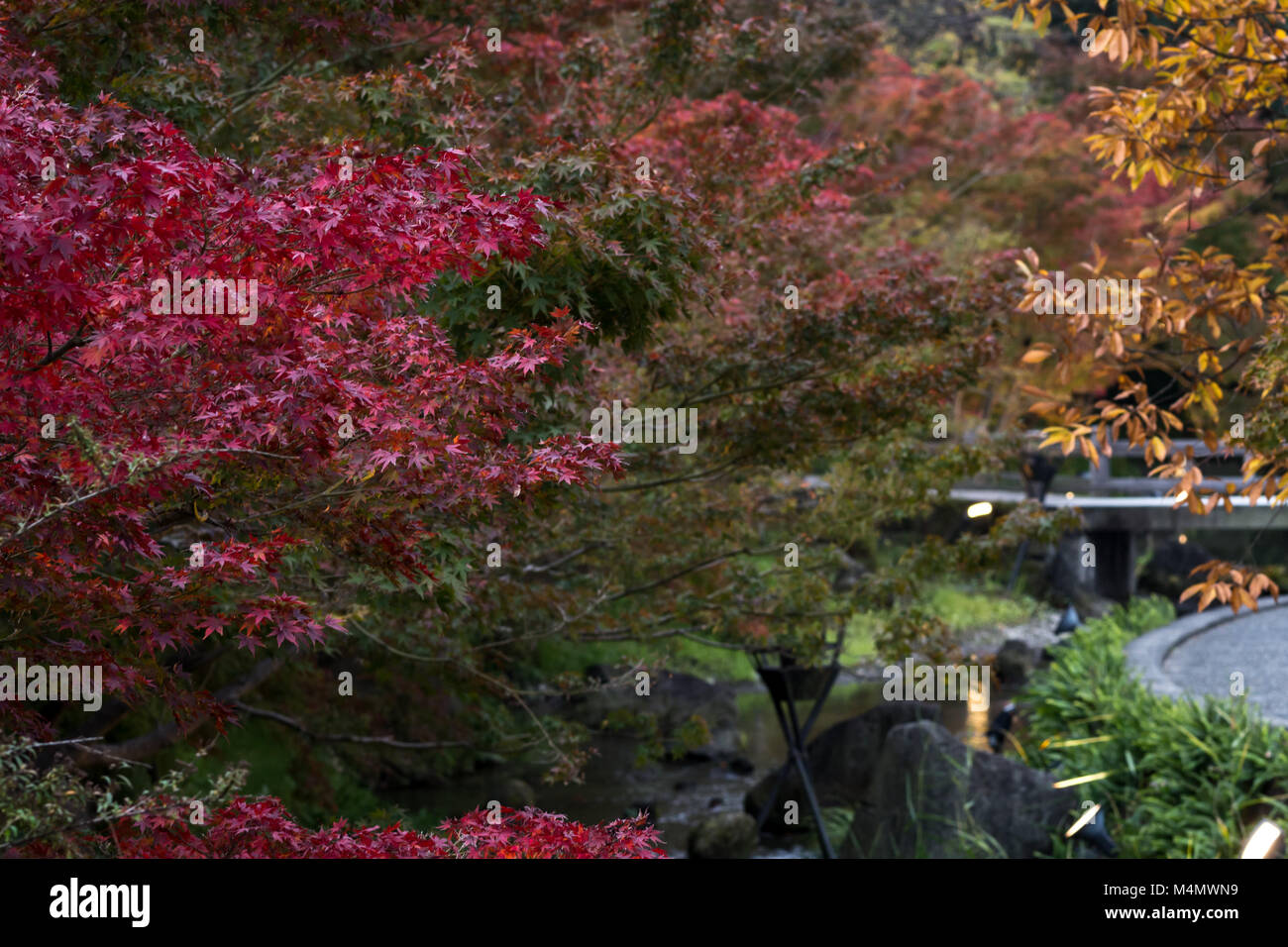Autumn leaves changing colours hi-res stock photography and images - Alamy