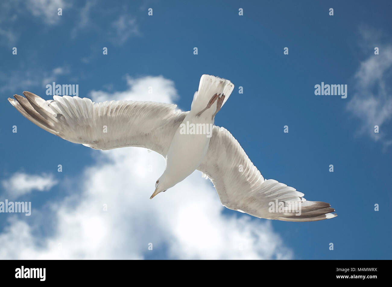 White Bird Flying against Blue Sky Stock Photo - Alamy