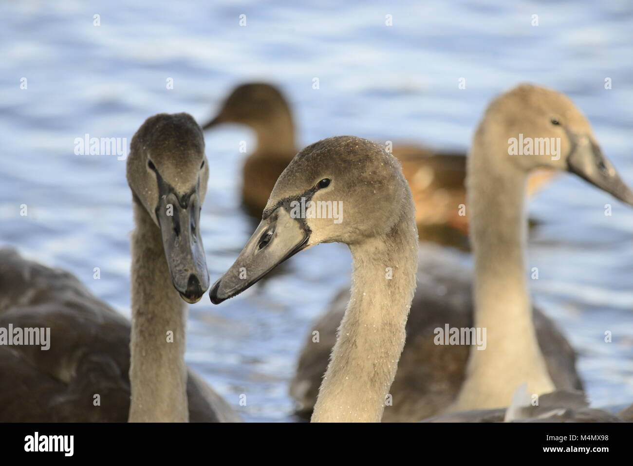 Young Mute swans Stock Photo Alamy