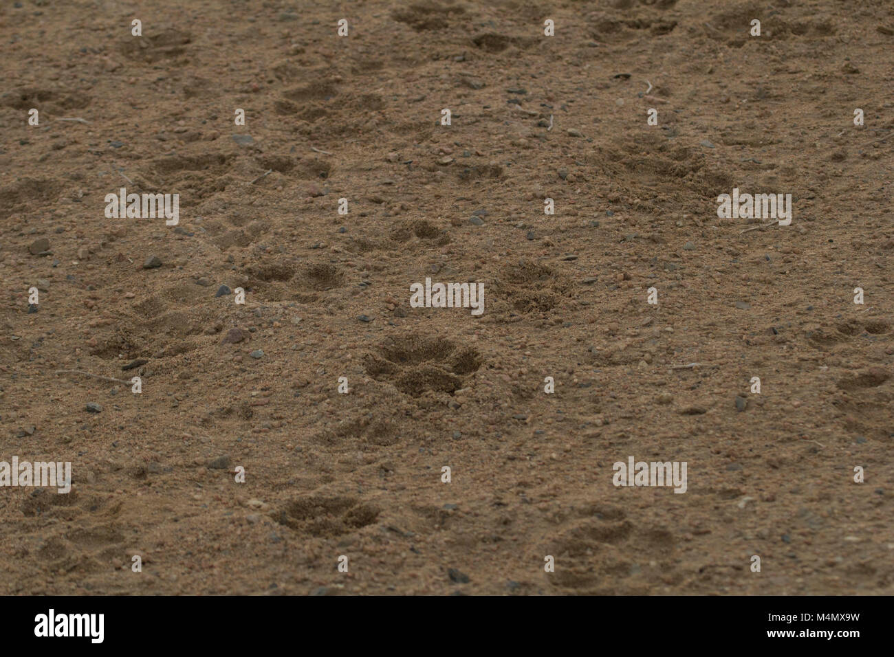 Wild dog paw print tracks in the desert of Wadi el Gamal national park, Egypt. Stock Photo