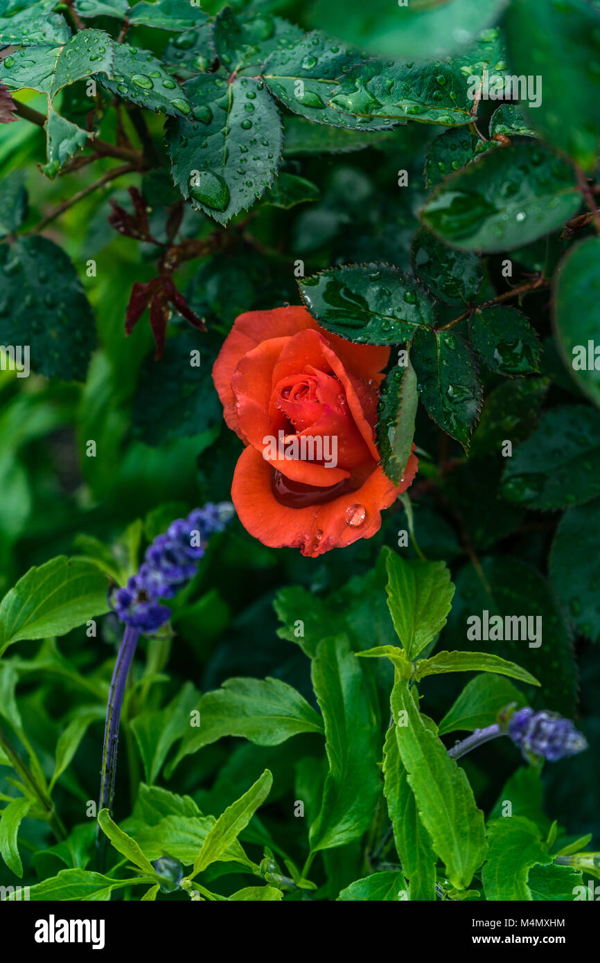 Small red rose and sprig of salvia among dark green foliage wet with water drops. Stock Photo