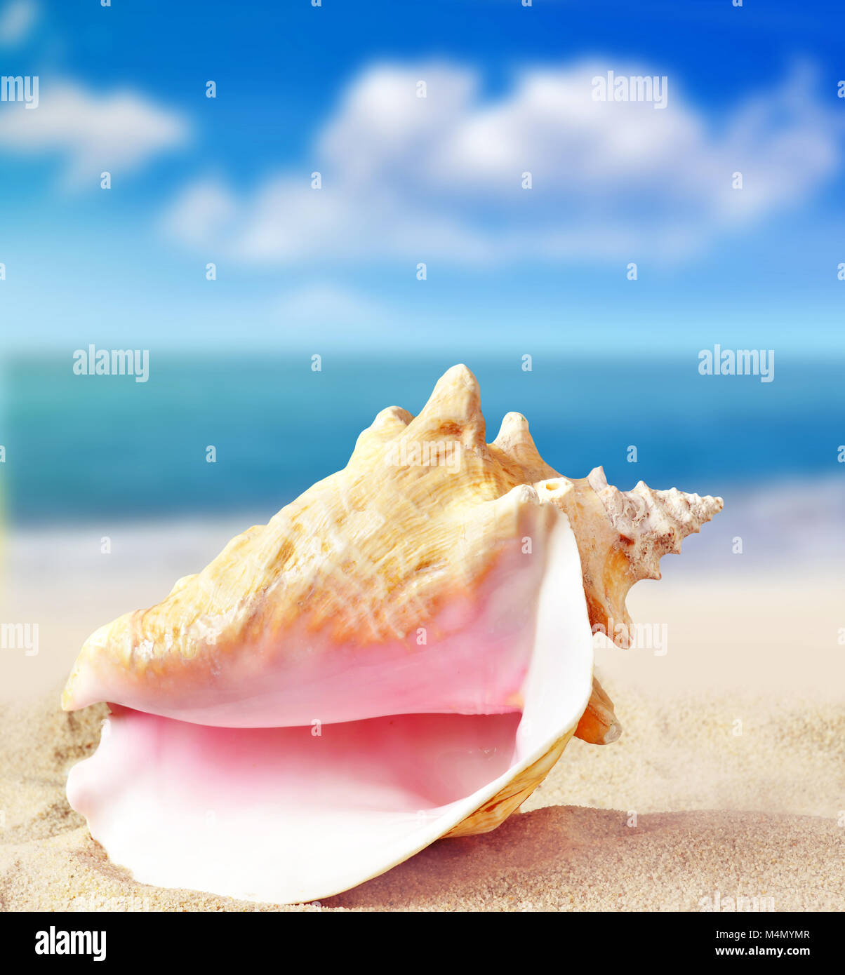 Seashell on the sand beach. Summer concept. Stock Photo
