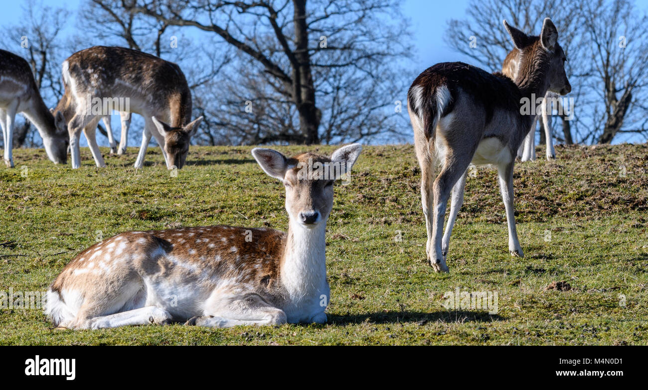 the-deer-park-knole-park-sevenoaks-kent-stock-photo-alamy